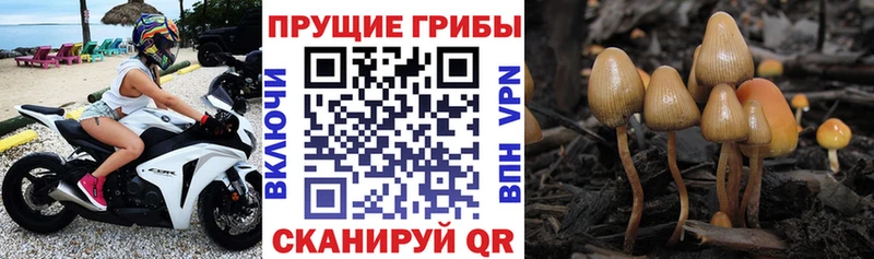 Псилоцибиновые грибы прущие грибы  mega рабочий сайт  Пудож 